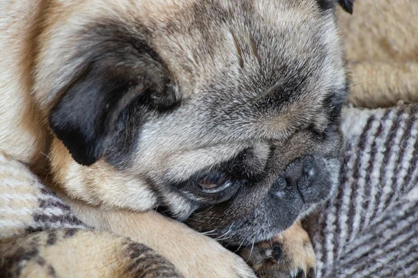 Cachorro Perro Sentado Habitación Alfombra — Foto de Stock