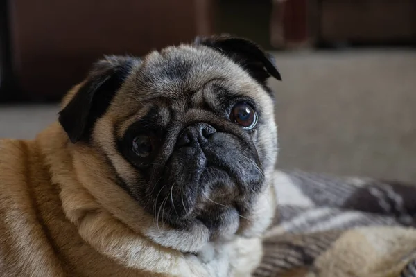 Cachorro Perro Sentado Habitación Alfombra — Foto de Stock