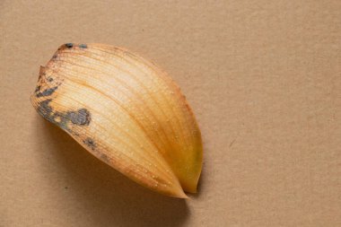 Bir falaenopsis çiçeğinin sarı kurumuş yaprağı izole bir arka planda yatar.