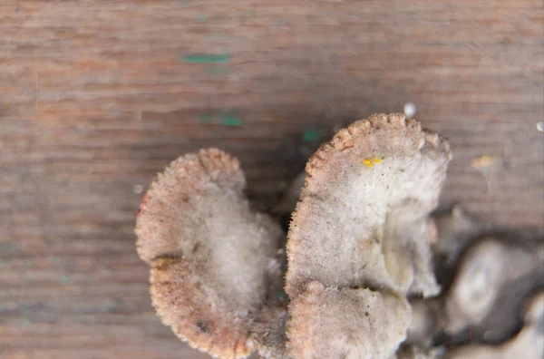 Cogumelo Selvagem Crescendo Macro Madeira Molhada — Fotografia de Stock