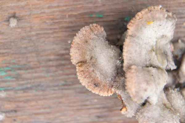 Cogumelo Selvagem Crescendo Macro Madeira Molhada — Fotografia de Stock