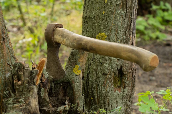 old ax sticks out in a tree in a forest in the sun on a grass background