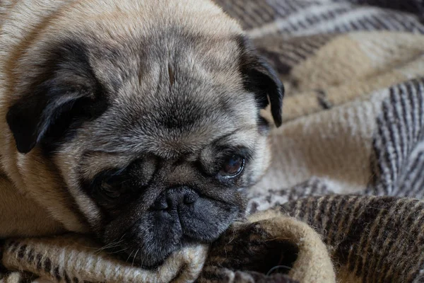 Cachorro Perro Sentado Habitación Alfombra — Foto de Stock