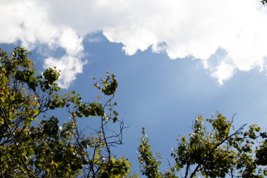 arkaplan olarak gökyüzü ağacı dalı