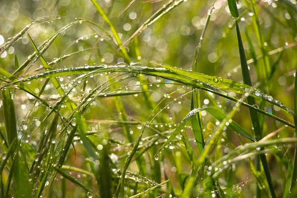 Gräs Med Dagg Solen Morgonen — Stockfoto