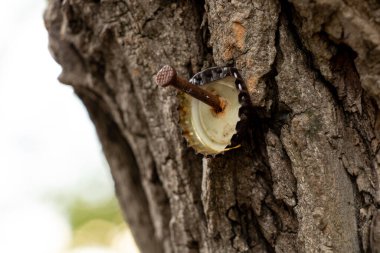 Bir çivi bir ağacın tepesine çakılır.