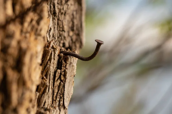 Chiodo Forma Gancio Piegato Una Corteccia Albero Primo Piano — Foto Stock