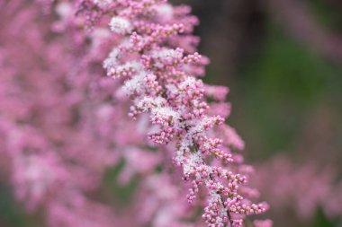 Tamarix çalıları ilkbaharın başlarında çiçek açıyor.