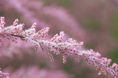 Tamarix çalıları ilkbaharın başlarında çiçek açıyor.
