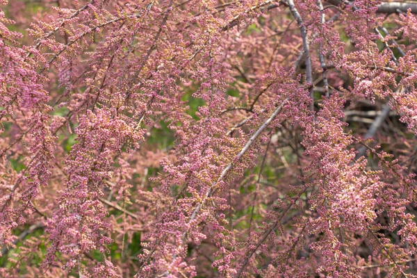 Tamarix Arbusto Florescendo Início Primavera — Fotografia de Stock