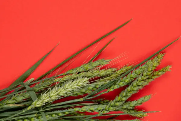 Πράσινα Κλαδιά Σιταριού Πεδίο Βρίσκονται Κόκκινο Φόντο — Φωτογραφία Αρχείου