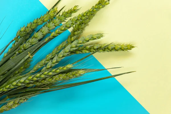 Grüne Weizenzweige Mit Feld Liegen Auf Blaugelbem Hintergrund — Stockfoto