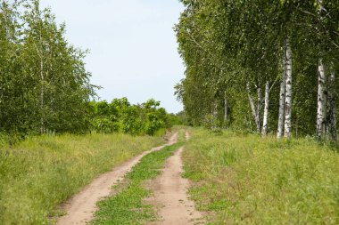 Genç huş ağaçları Ukrayna 'daki bahar tarlasında yol boyunca uzanır.