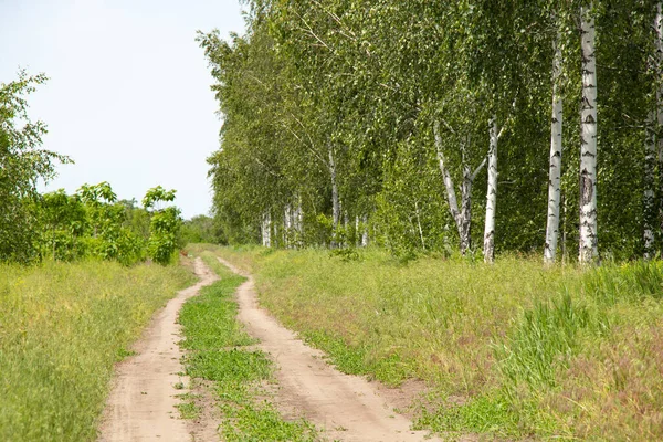 Jeunes Bouleaux Long Sentier Dans Champ Printemps Ukraine Contre — Photo