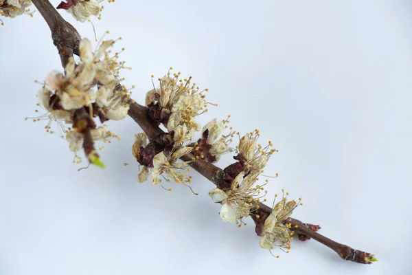 白で乾燥したアプリコットの花の枝 — ストック写真