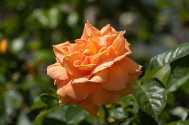 rose flowers in the spring garden in the sun