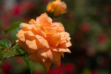 rose flowers in the spring garden in the sun