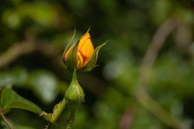 rose flowers in the spring garden in the sun