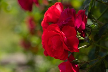 rose flowers in the spring garden in the sun
