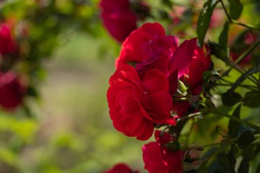 rose flowers in the spring garden in the sun