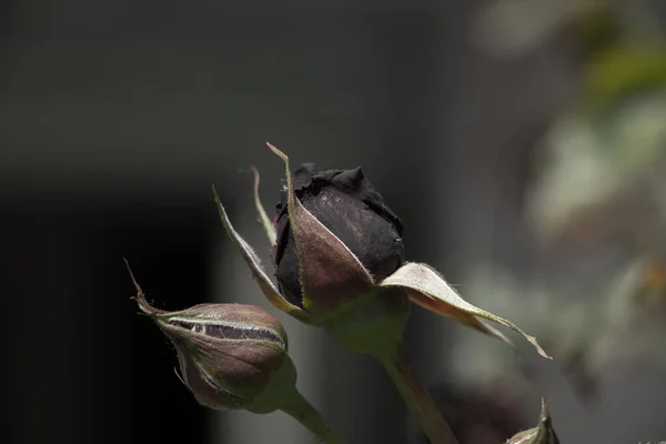 Rosa Fiori Nel Giardino Primaverile Sole — Foto Stock