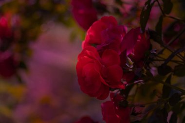 rose flowers in the spring garden in the sun