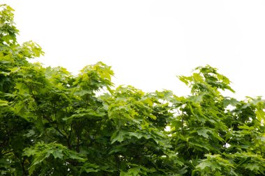 Genç akçaağaç yapraklarını arka plan olarak kullanır