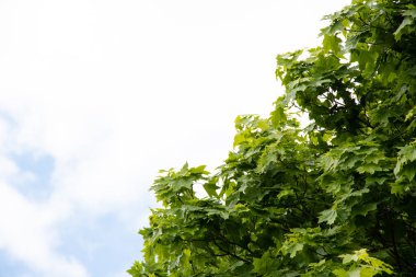 Genç akçaağaç yapraklarını arka plan olarak kullanır