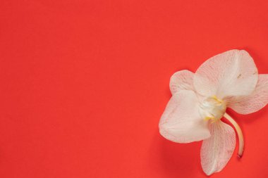 soyutlanmış bir arkaplanda solmuş orkide çiçeği