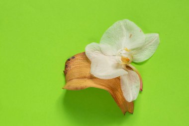 soyutlanmış bir arkaplanda solmuş orkide çiçeği