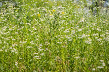Ukrayna 'da kır çiçekleri Yazın güneşte yakın planda