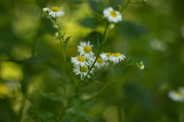 Daisy Flowers Field Blurry Green Background — Stock Photo, Image