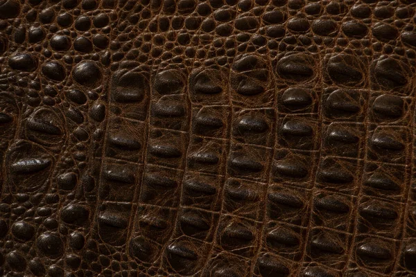 Pelle Coccodrillo Marrone Scuro Vicino Come Sfondo — Foto Stock