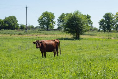 Kahverengi inek otların üzerinde otluyor.