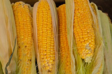 Arka plan olarak pazarın vitrinindeki genç mısırlar.