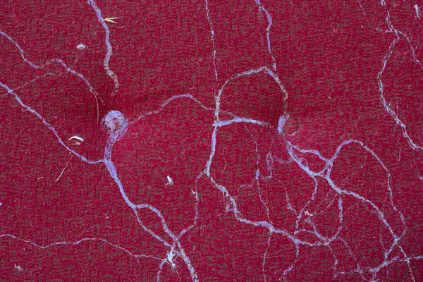 Tessuto Rosso Divano Con Tracce Lumache Come Sfondo — Foto Stock