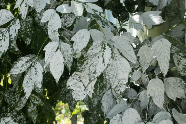 painted tree leaves in white paint