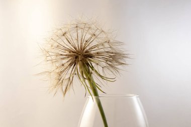 Beyaz üzerine büyük bir karahindiba.