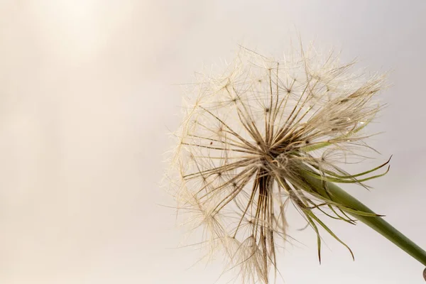 Grote Paardebloem Wit Close — Stockfoto