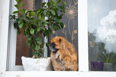 Pekin köpeği çiçeklerin yanındaki eski bir apartmanın penceresinde oturur ve pencereden dışarı bakar.