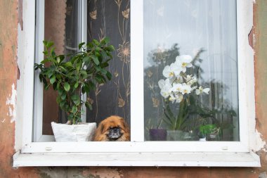 Pekin köpeği çiçeklerin yanındaki eski bir apartmanın penceresinde oturur ve pencereden dışarı bakar.