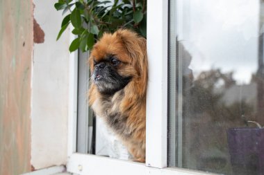 Pekin köpeği çiçeklerin yanındaki eski bir apartmanın penceresinde oturur ve pencereden dışarı bakar.