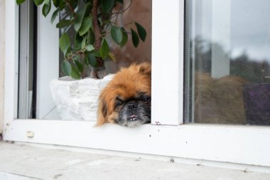 Pekin köpeği çiçeklerin yanındaki eski bir apartmanın penceresinde oturur ve pencereden dışarı bakar.