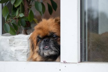 Pekin köpeği çiçeklerin yanındaki eski bir apartmanın penceresinde oturur ve pencereden dışarı bakar.