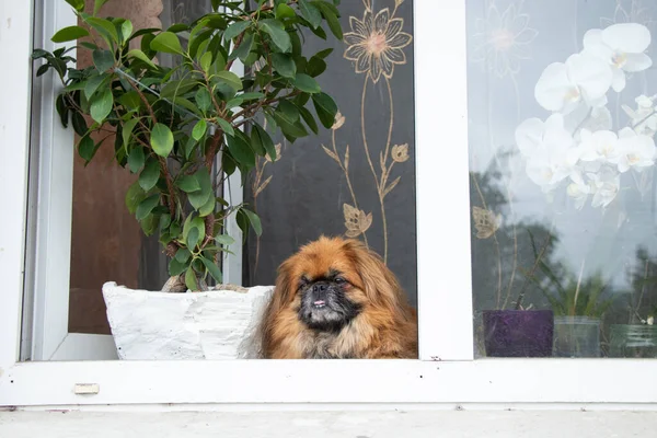 Pekingese dog sits in the window of an old apartment building near the flowers and looks out the window