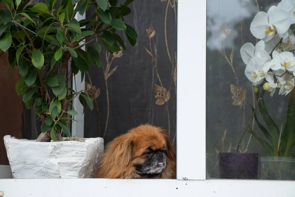 Pekingese Cão Senta Janela Antigo Prédio Apartamentos Perto Das Flores — Fotografia de Stock