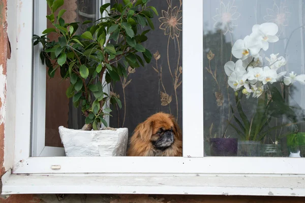 Pekingese Pies Siedzi Oknie Starego Budynku Mieszkalnego Pobliżu Kwiatów Wygląda — Zdjęcie stockowe