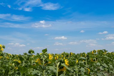 Ayçiçeği tarlası güneşli bir günde gökyüzüne karşı
