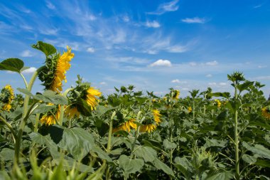 Ayçiçeği tarlası güneşli bir günde gökyüzüne karşı