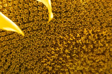 ayçiçeği arkaplanı makro fotoğrafı kapat